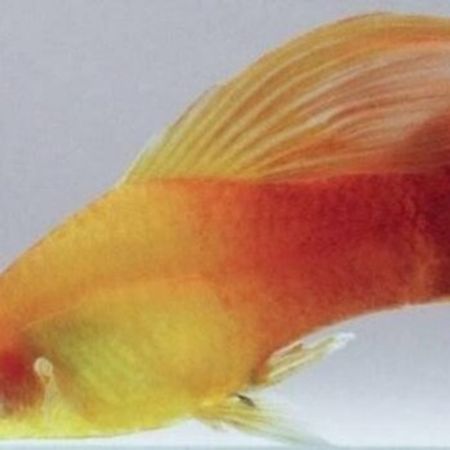 Platy Sunset Hifin – Heyvanlar üçün məhsul – ucuztap.az