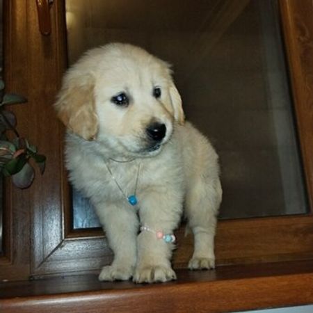 Golden Retriver Balası – Heyvanlar üçün məhsul – ucuztap.az