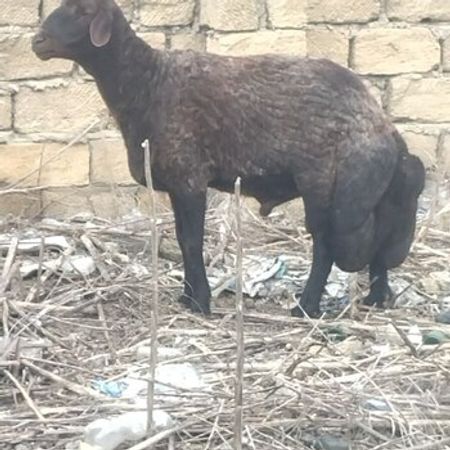 Qala Qoçu – Heyvanlar üçün məhsul – ucuztap.az