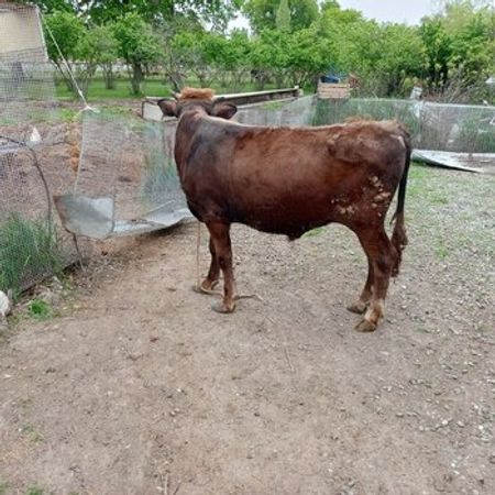 Dana – Heyvanlar üçün məhsul – ucuztap.az