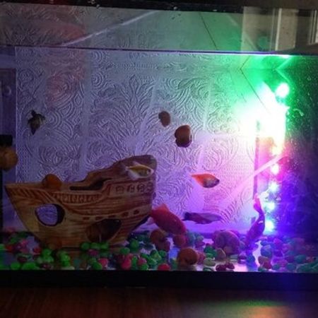 Akvarium – Heyvanlar üçün məhsul – ucuztap.az