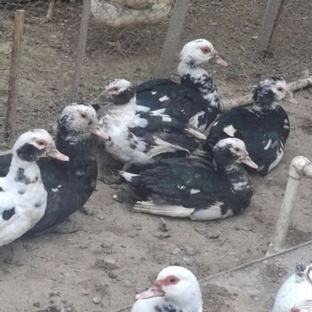 Lal Ördək – Heyvanlar üçün məhsul – ucuztap.az