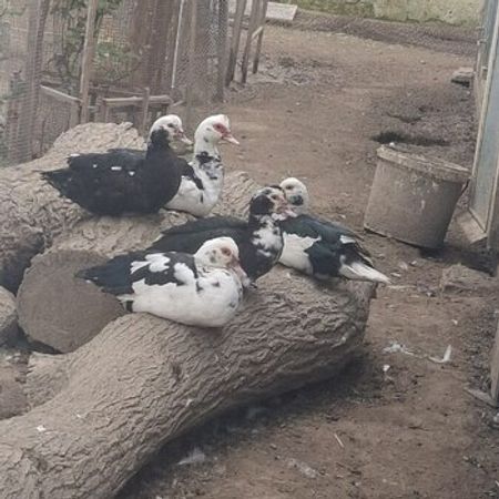 Lal Ördək – Heyvanlar üçün məhsul – ucuztap.az