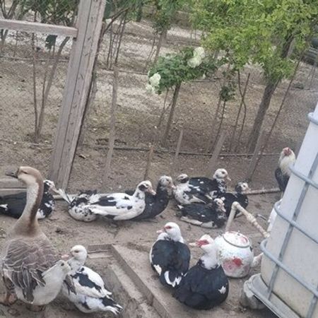 Lal Ördək – Heyvanlar üçün məhsul – ucuztap.az