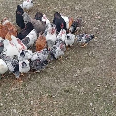 Kənd Çolpası – Heyvanlar üçün məhsul – ucuztap.az