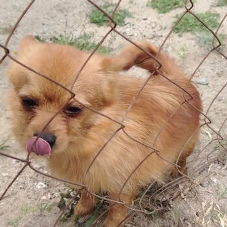 Pekines – Heyvanlar üçün məhsul – ucuztap.az