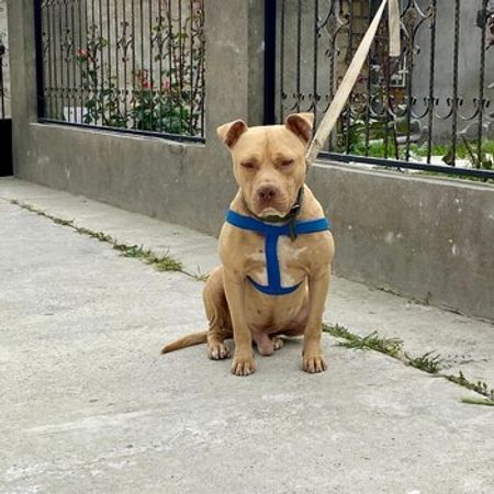 Pitbul – Heyvanlar üçün məhsul – ucuztap.az