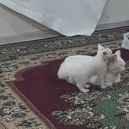 Pişik Etibarlı Əllərə Verilir – Heyvanlar üçün məhsul – ucuztap.az