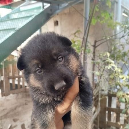 Alman Ovçarkası – Heyvanlar üçün məhsul – ucuztap.az