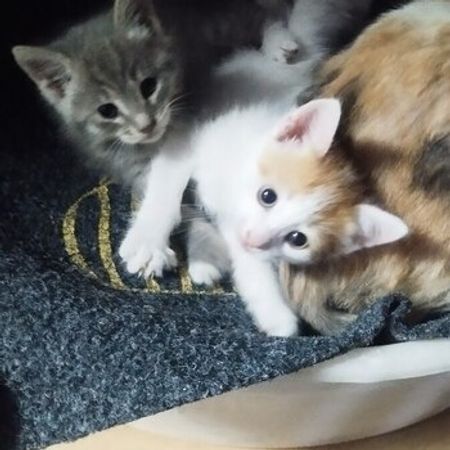 Pişik Balaları Etibarlı Əllərə Verilir – Heyvanlar üçün məhsul – ucuztap.az