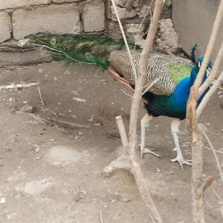 Tovuz Quşu – Heyvanlar üçün məhsul – ucuztap.az