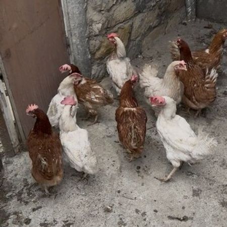 Loğman Toyuqları – Heyvanlar üçün məhsul – ucuztap.az