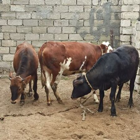 Dana – Heyvanlar üçün məhsul – ucuztap.az