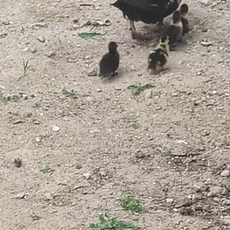 Lal Ördəklər – Heyvanlar üçün məhsul – ucuztap.az