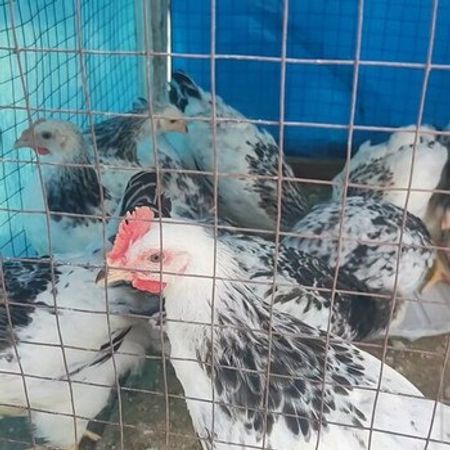 Serbrist Cücələr – Heyvanlar üçün məhsul – ucuztap.az