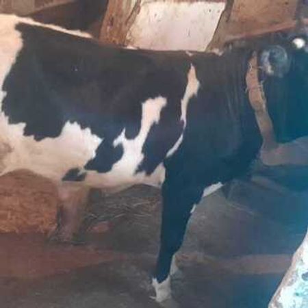Dana – Heyvanlar üçün məhsul – ucuztap.az