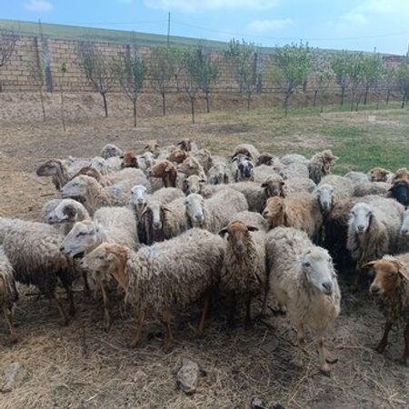 Qoyunlar – Heyvanlar üçün məhsul – ucuztap.az