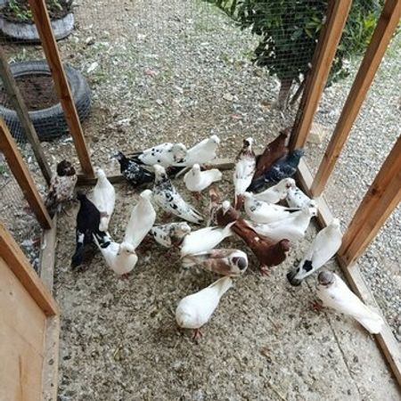 Göyərçinlər – Heyvanlar üçün məhsul – ucuztap.az