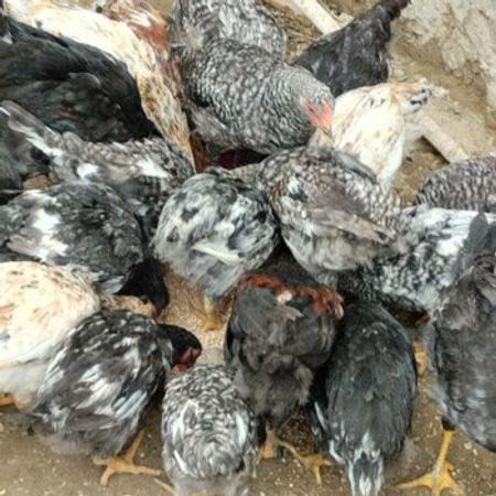 Kənd Cücələri – Heyvanlar üçün məhsul – ucuztap.az