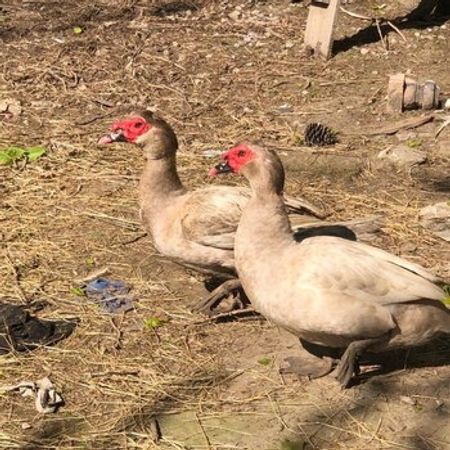 Lavanda Ördəkləri – Heyvanlar üçün məhsul – ucuztap.az