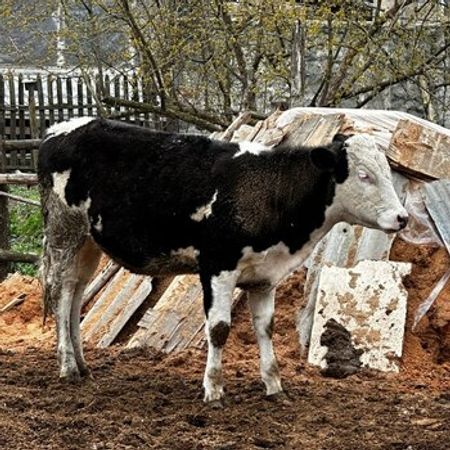Simmental Düyələr – Azərbaycan – ucuztap.az