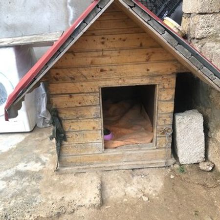 İt Yuvası – Azərbaycan – ucuztap.az