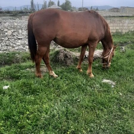 Qarabağ Atı – Heyvanlar üçün məhsul – ucuztap.az