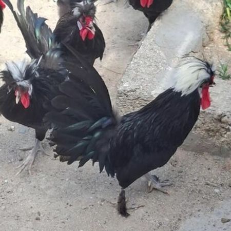 Rahibə Xoruzlar – Heyvanlar üçün məhsul – ucuztap.az