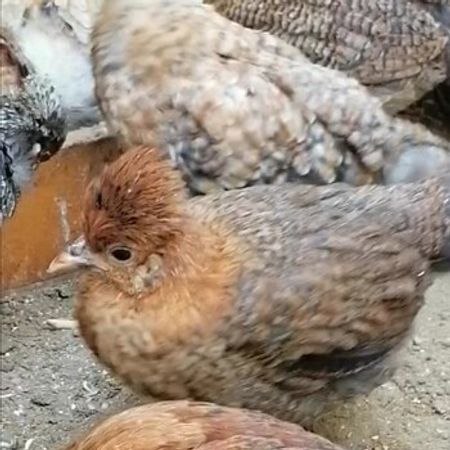 Ayem Cemani Xoruzu – Heyvanlar üçün məhsul – ucuztap.az