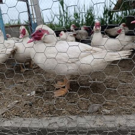 Lal Ördək – Heyvanlar üçün məhsul – ucuztap.az