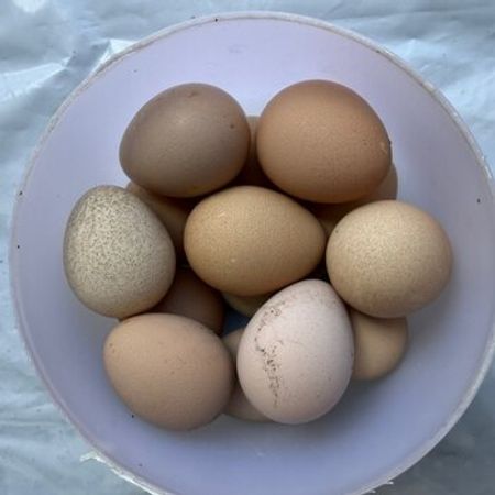 Firəng Quşu Yumurtaları – Heyvanlar üçün məhsul – ucuztap.az