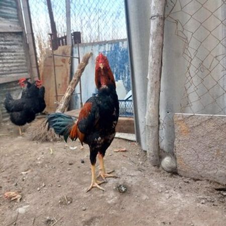 Heyratı Xoruz – Heyvanlar üçün məhsul – ucuztap.az
