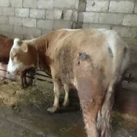Dana – Heyvanlar üçün məhsul – ucuztap.az