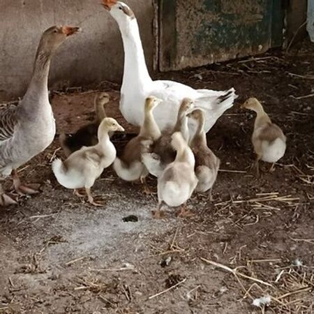 Qazlar – Heyvanlar üçün məhsul – ucuztap.az