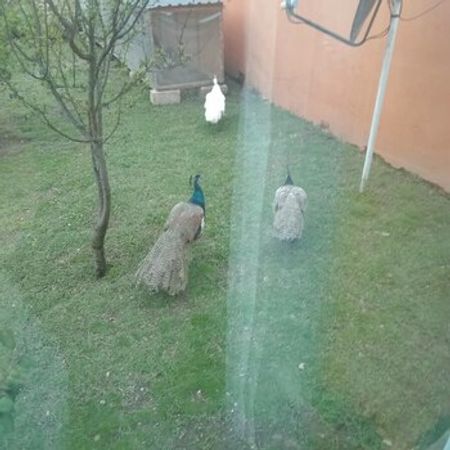 Tovuz Quşu – Heyvanlar üçün məhsul – ucuztap.az