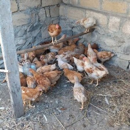 Lohmann Brown Toyuqları – Heyvanlar üçün məhsul – ucuztap.az