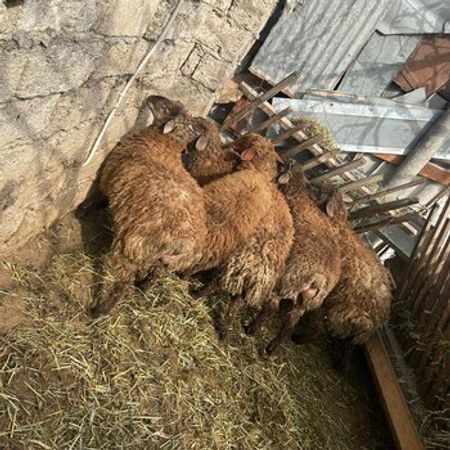 Qurbanlıq Quzu – Heyvanlar üçün məhsul – ucuztap.az