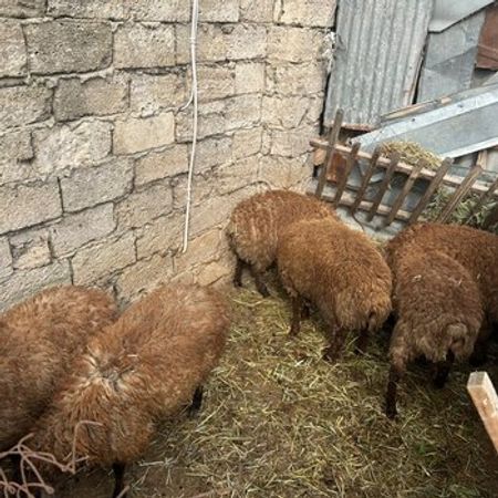 Qurbanlıq Quzu – Heyvanlar üçün məhsul – ucuztap.az