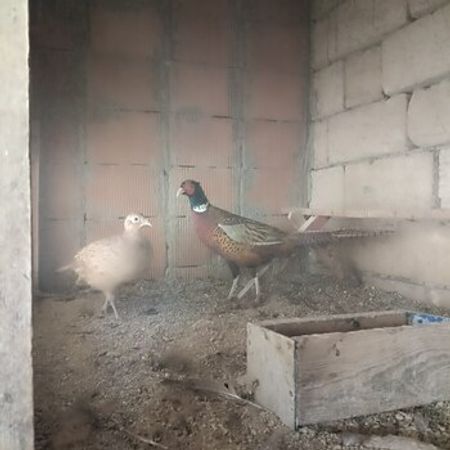 Qırqovul – Azərbaycan – ucuztap.az