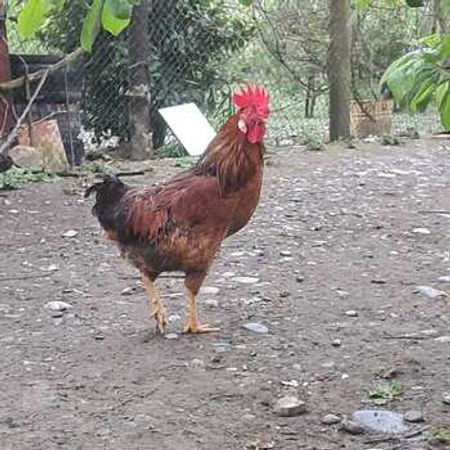 Xoruz – Azərbaycan – ucuztap.az