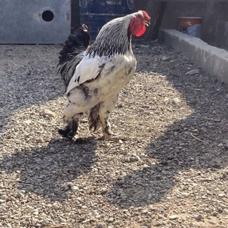 Brama Yumurtası – Azərbaycan – ucuztap.az