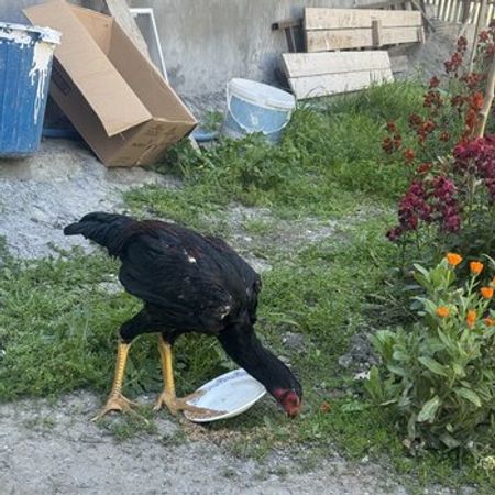 Heyratı Xoruzu – Azərbaycan – ucuztap.az
