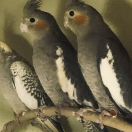 Korella Tutuquşuları – Azərbaycan – ucuztap.az