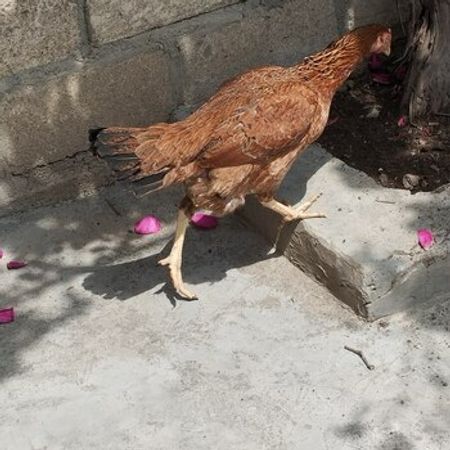Heyratı – Azərbaycan – ucuztap.az