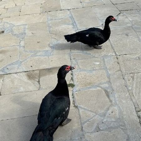 Lal Ördək Zümrüd – Azərbaycan – ucuztap.az