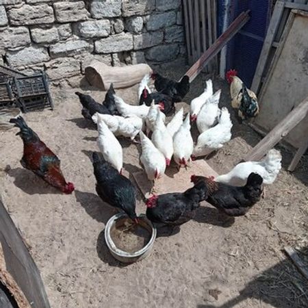 Mayalı Yumurtalar – Azərbaycan – ucuztap.az