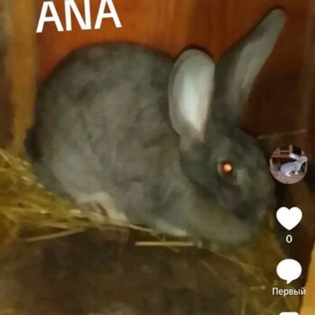 Dovşanlar – Azərbaycan – ucuztap.az