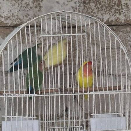 Tutuquşular – Azərbaycan – ucuztap.az