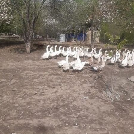Qazlar – Azərbaycan – ucuztap.az