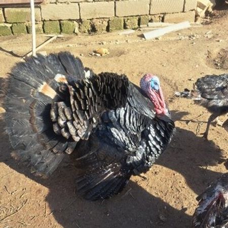 Hinduşka – Azərbaycan – ucuztap.az